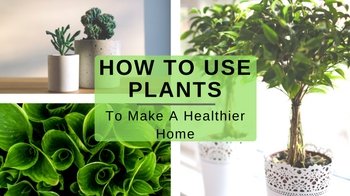 How to Use Plants to Show a Healthier Home